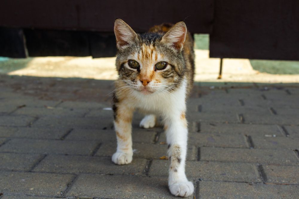 Photograph by Виолетта Митякина