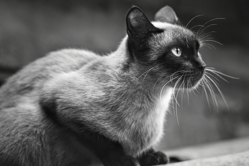 Photograph by Andre Miranda