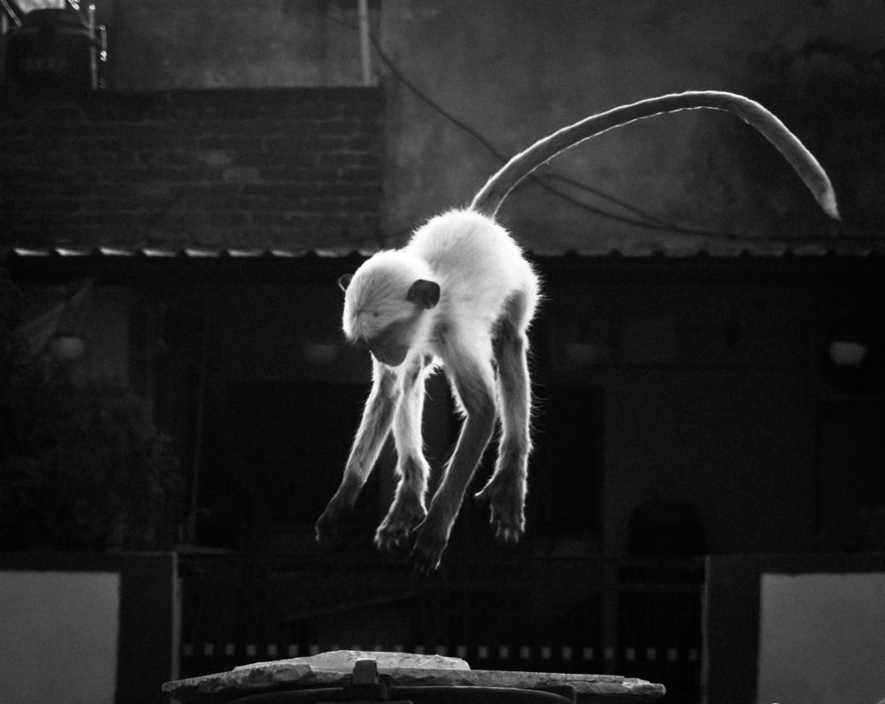 Black and white movement