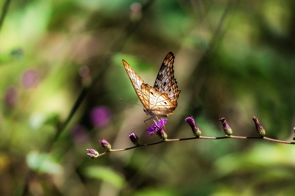Photograph by João Vitor Caetano