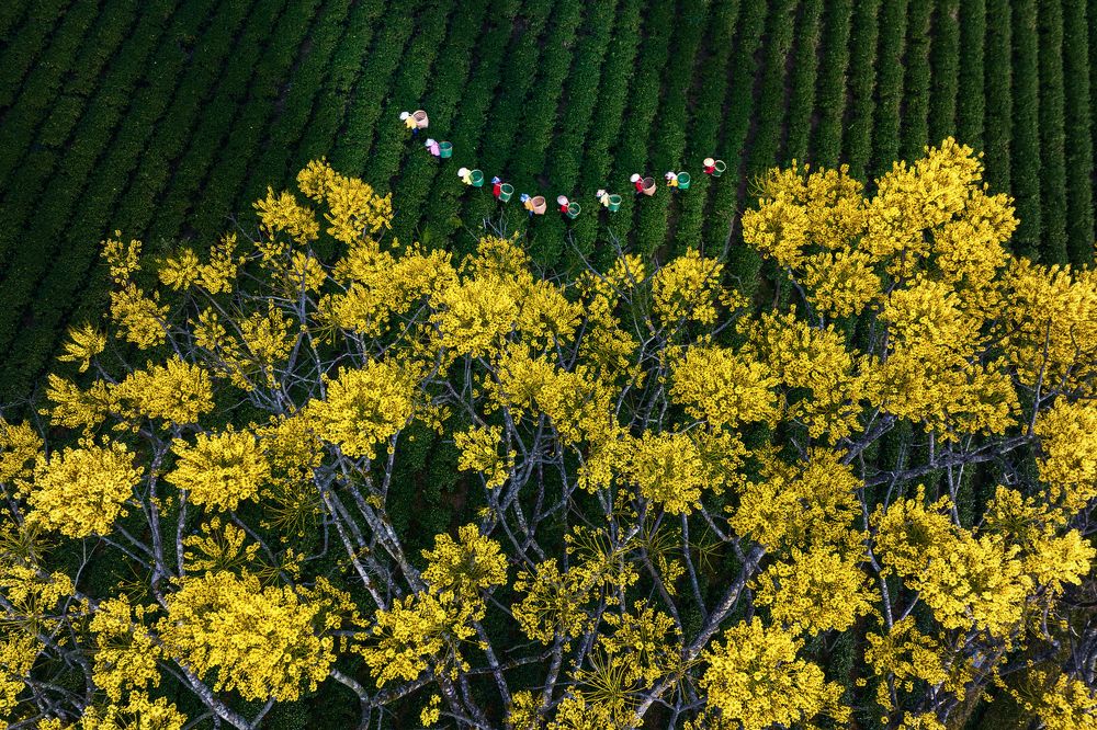 Photograph by Tuấn Nguyễn Tấn