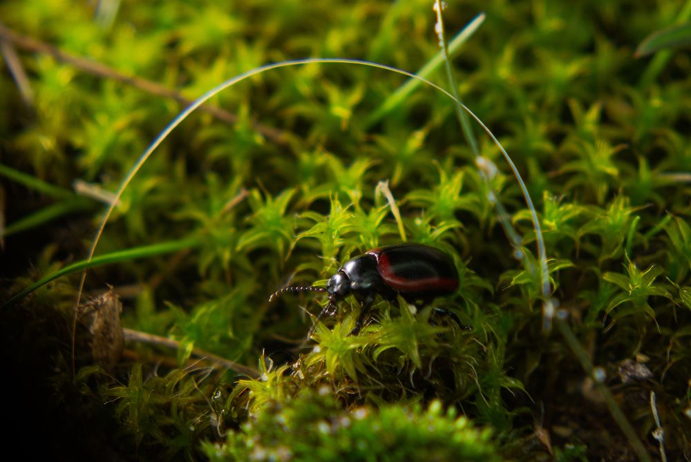 Photograph by Ариадна Подмогильная