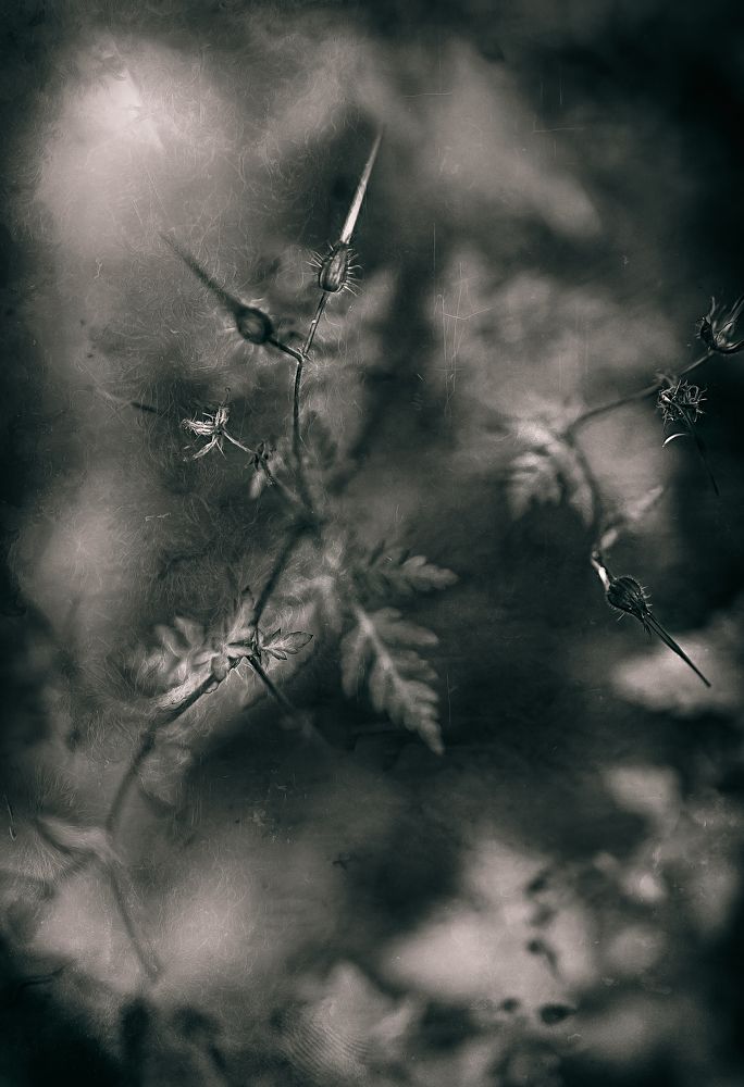 Photograph by Nerijus Startas