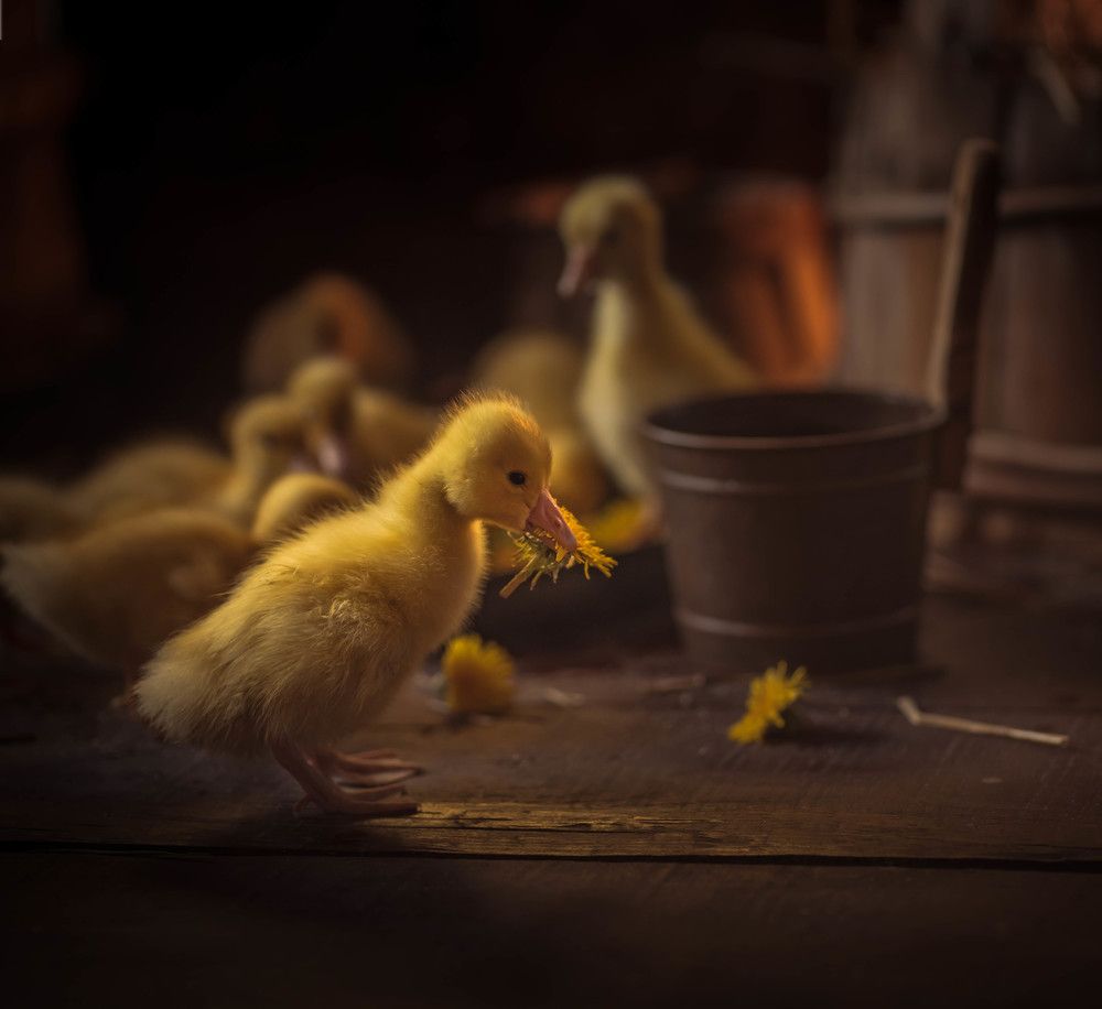 Гусята и утята