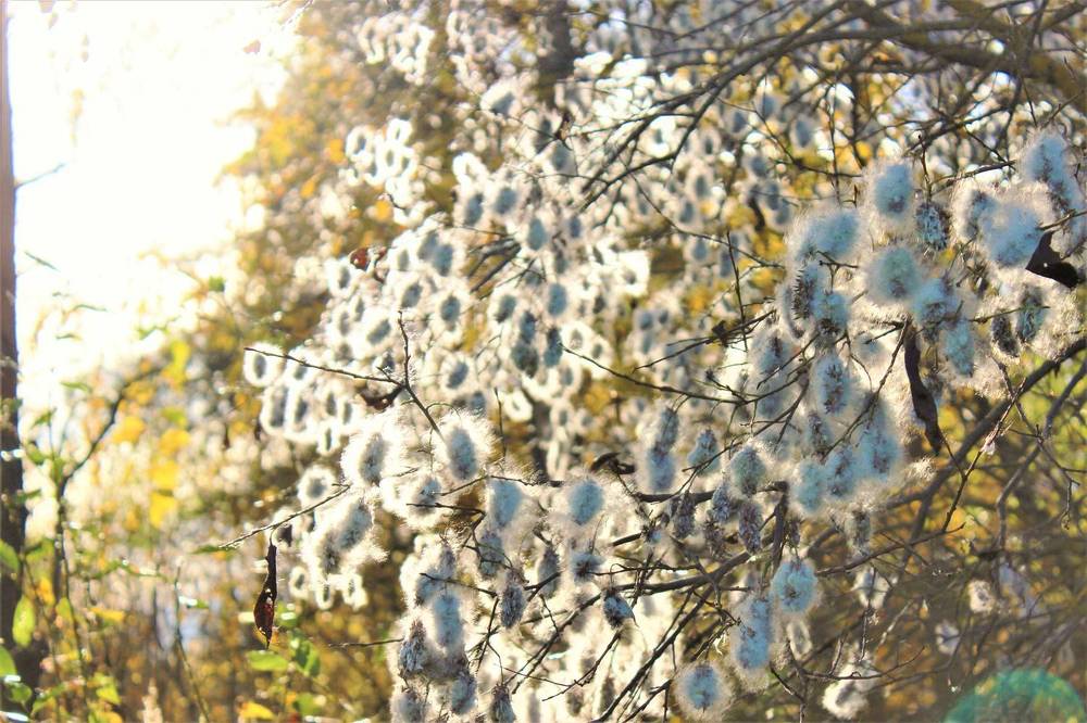 В Погоне за Прекрасным