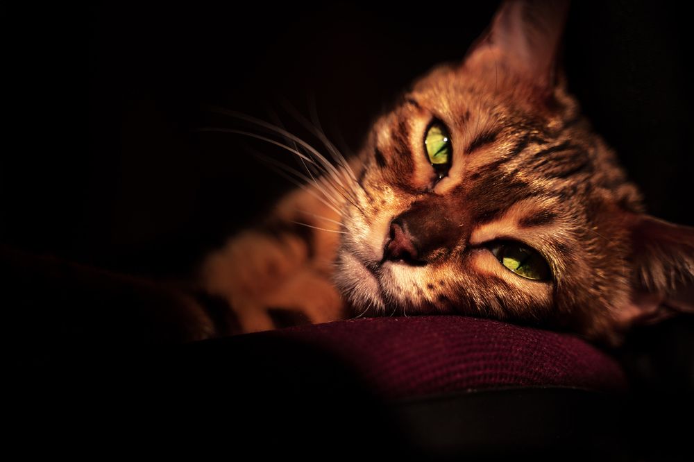 Photograph by Damir Sadekov