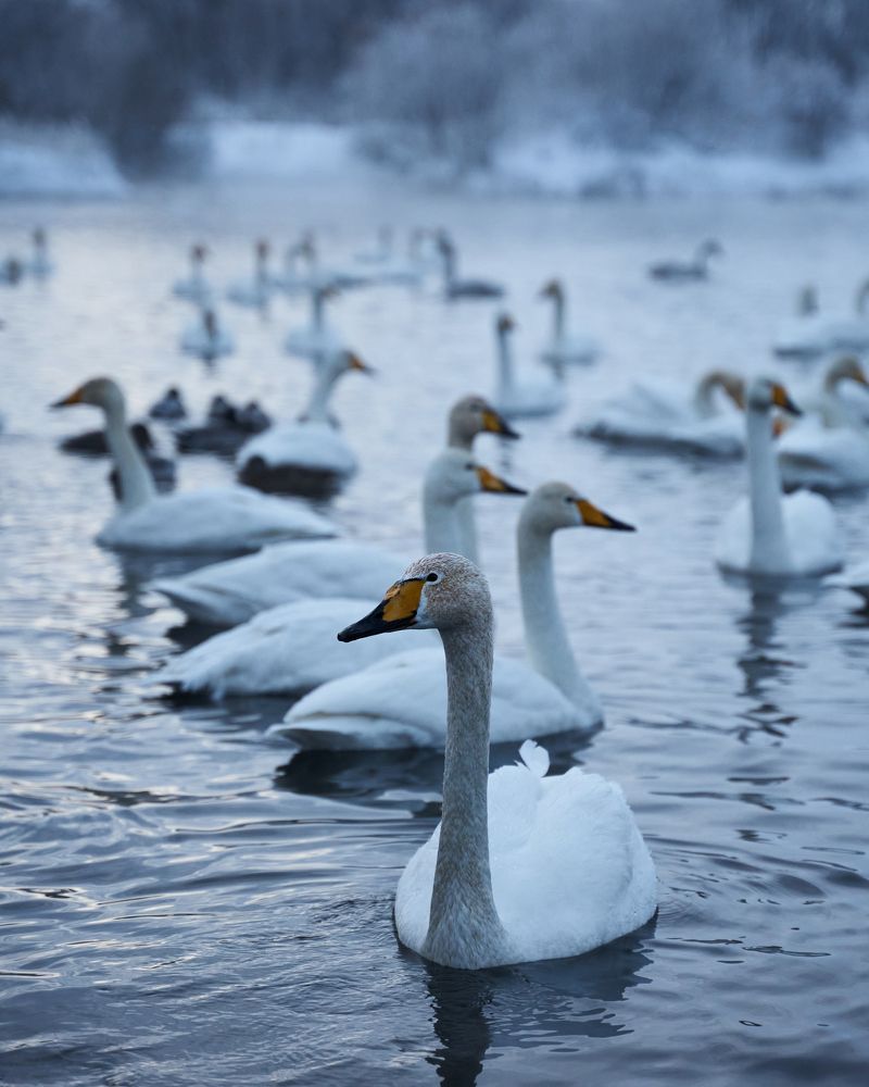 Photograph by Ирина Секачева