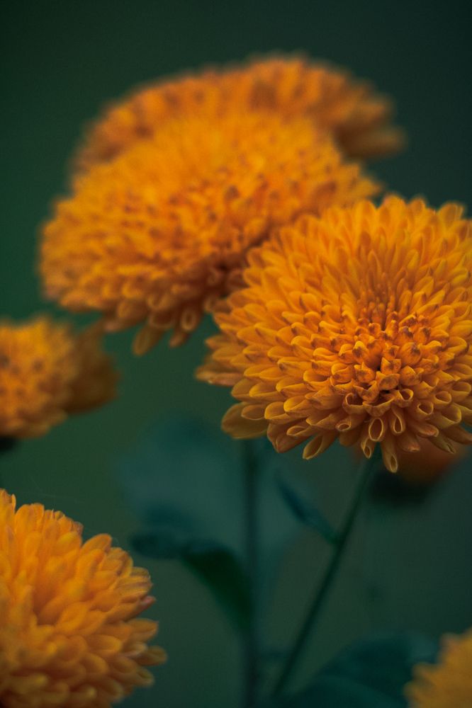 Photograph by Ангелина Высочина