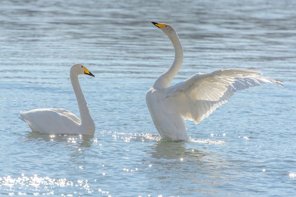 Танец на воде