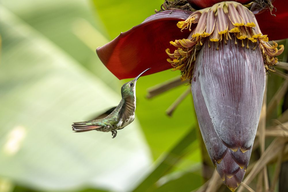 Photograph by EDWIN GUERRERO