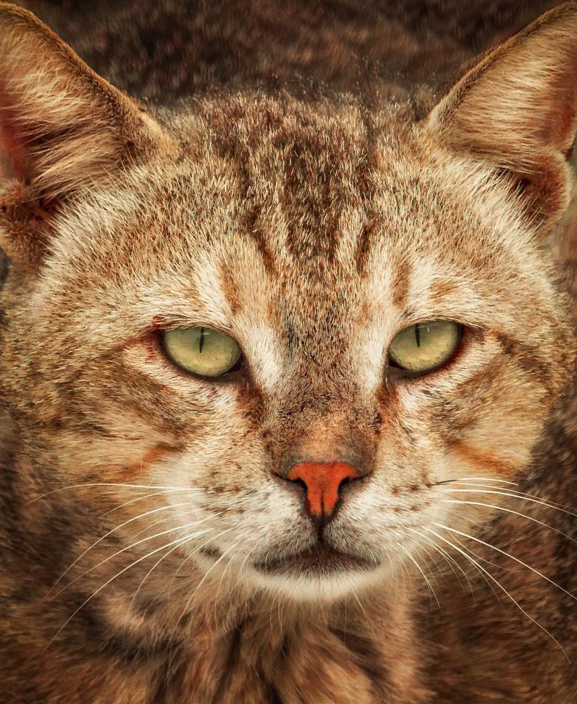 Photograph by Hassan Alawami