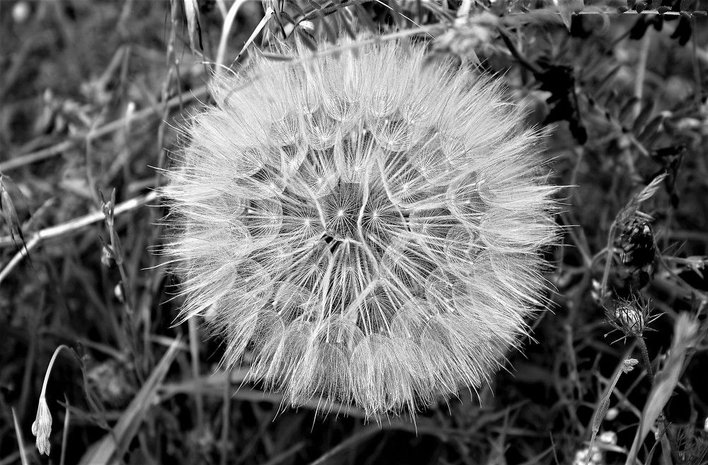 Ανθισμένο λουλούδι στο Βίκο.