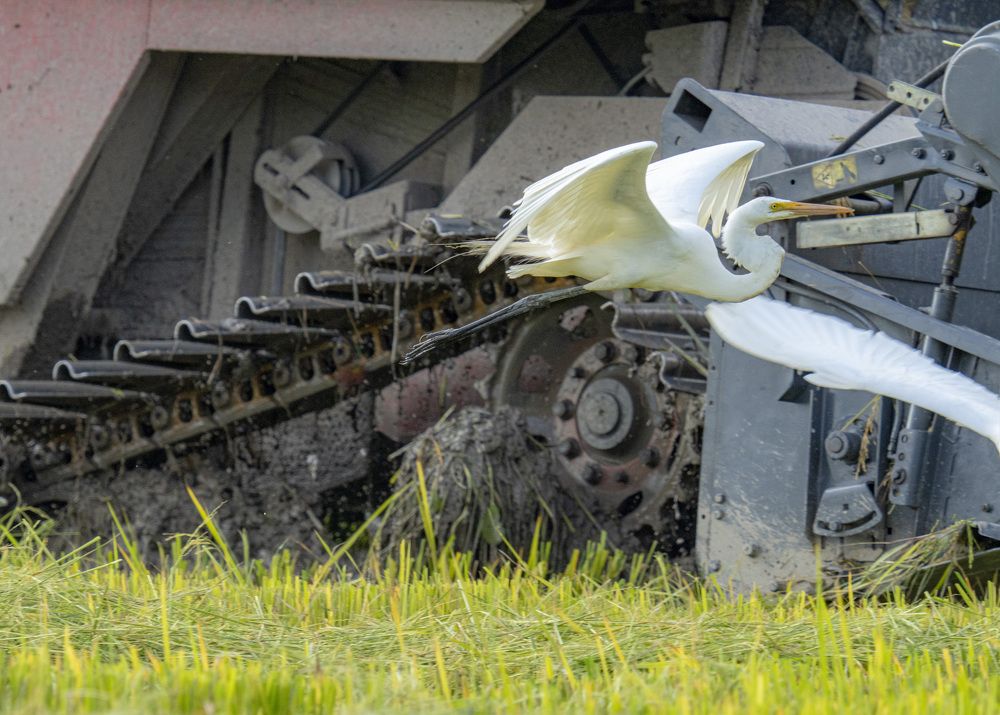 Photograph by EDWIN GUERRERO