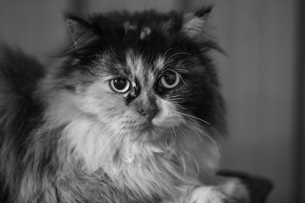 Photograph by Hassan Alawami