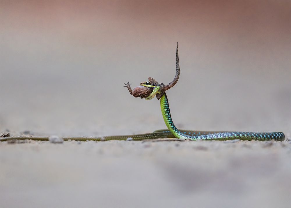 Wall's bronzeback tree snake with Catch