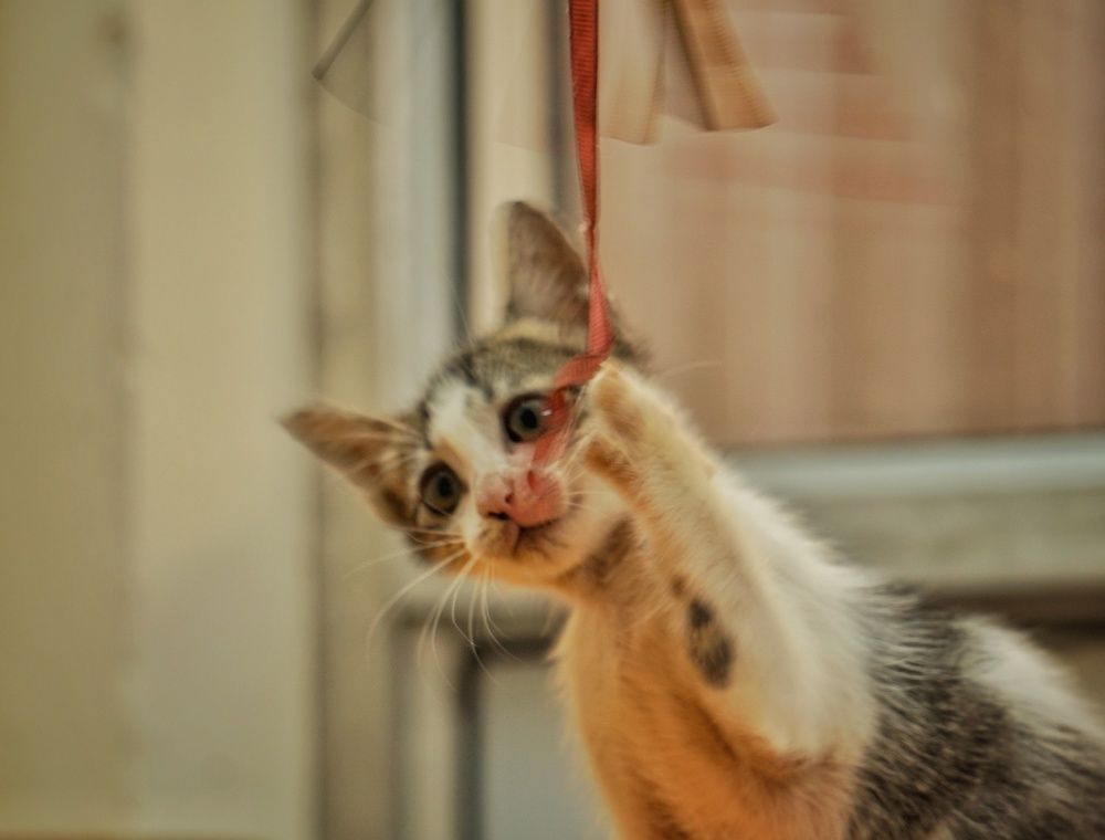 Фотография автора Pavitra Shettigar