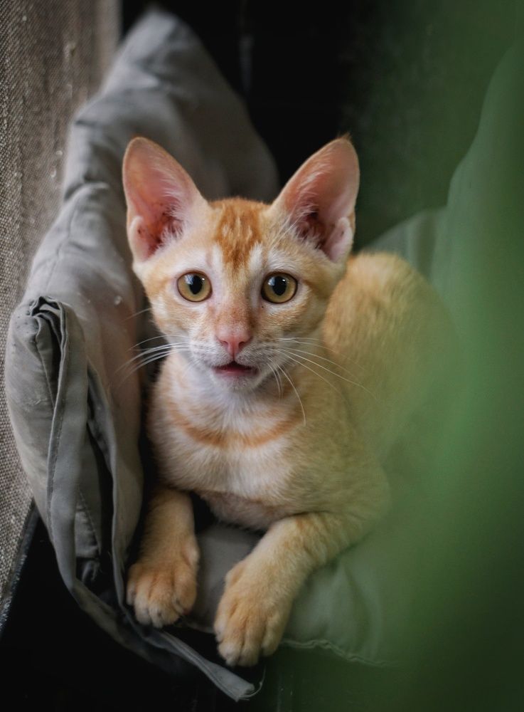 Фотография автора Pavitra Shettigar