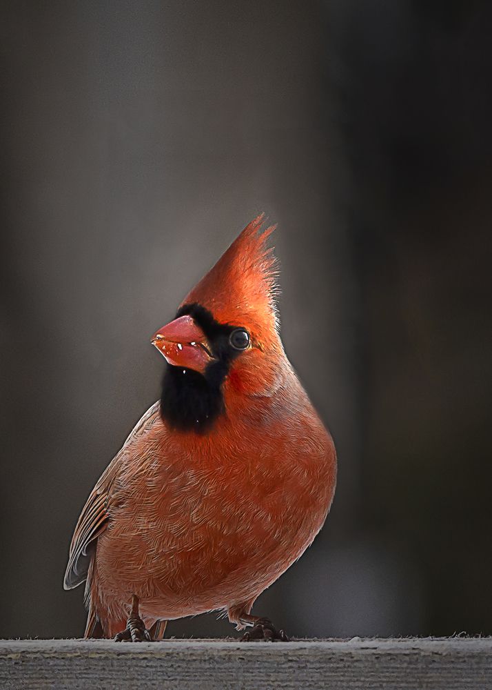 Northern  Cardinal