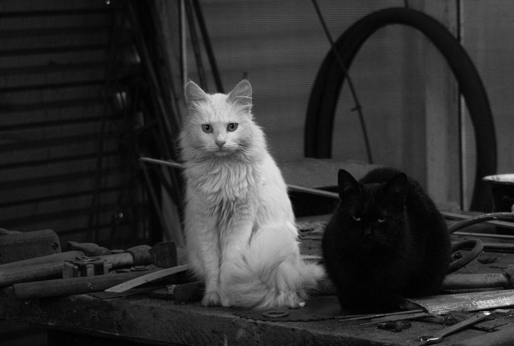 Photograph by Ариадна Подмогильная