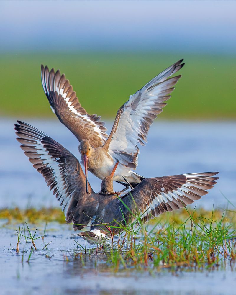 Photograph by Arindam Saha