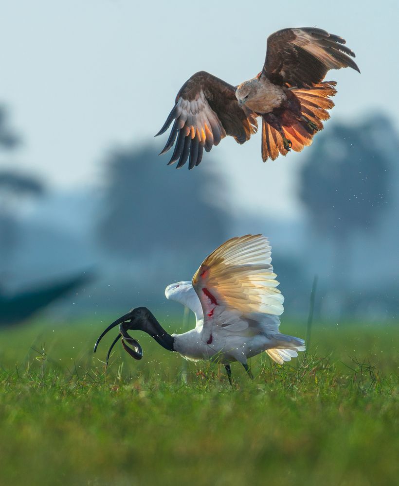 Photograph by Guha Jayanta