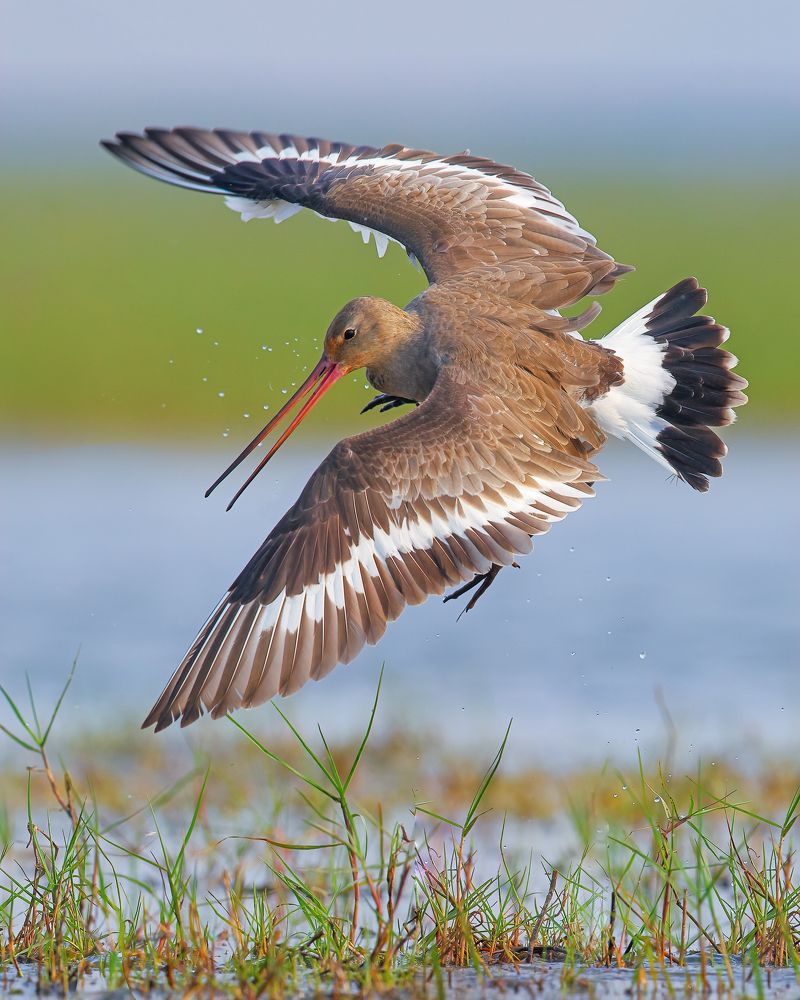 Photograph by Arindam Saha