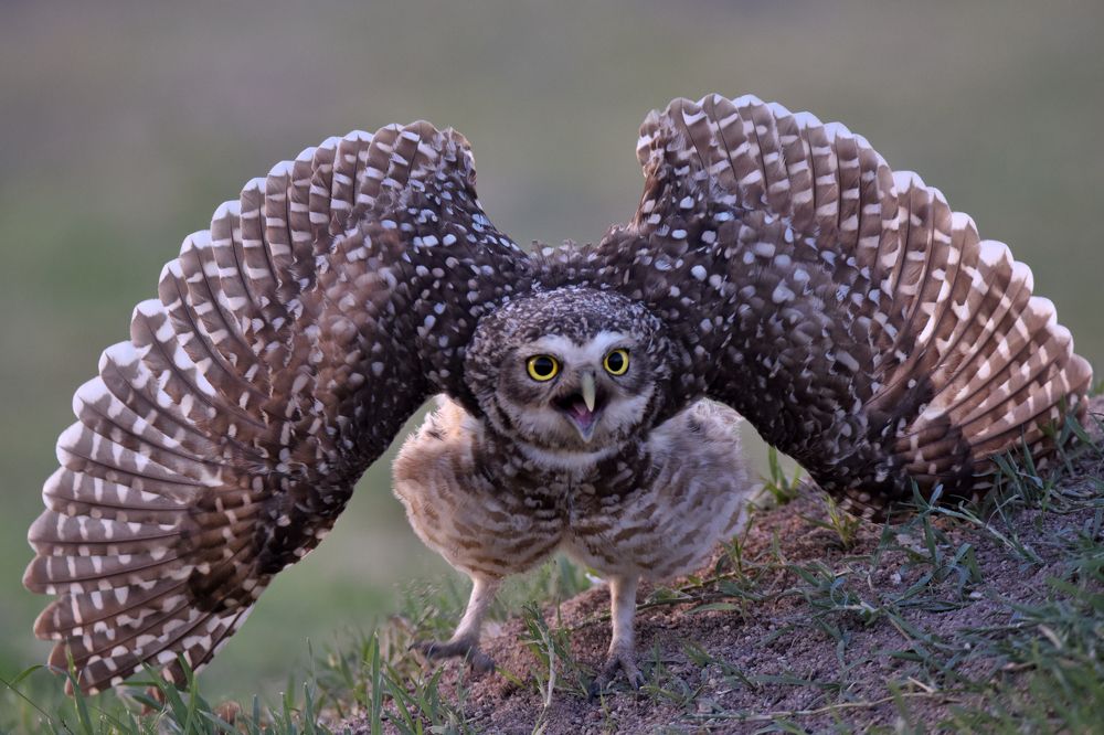 The burrowing owl