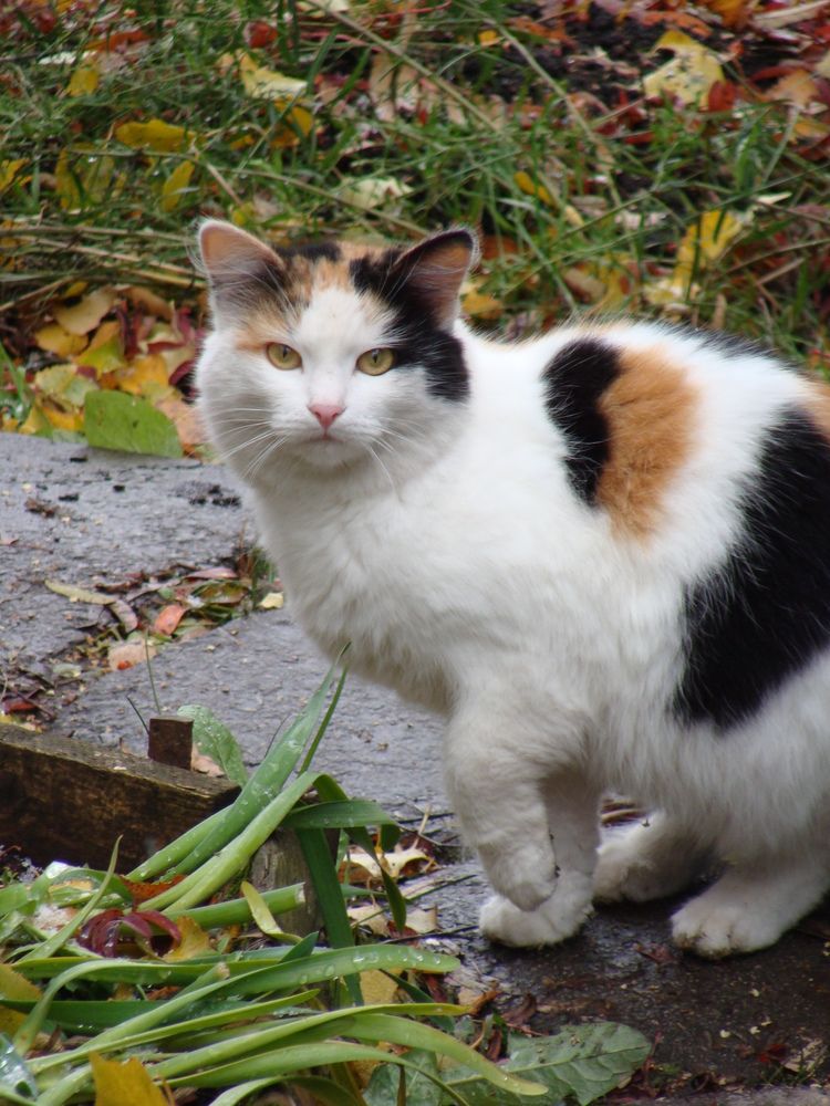 Photograph by Николай Худяков