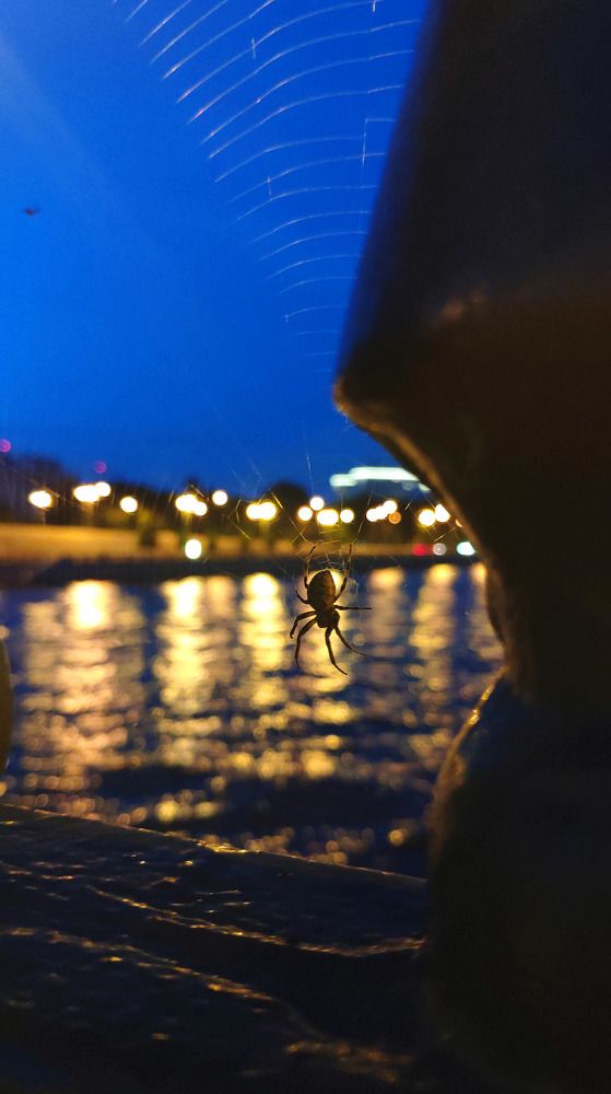 Паук - ценитель живописи