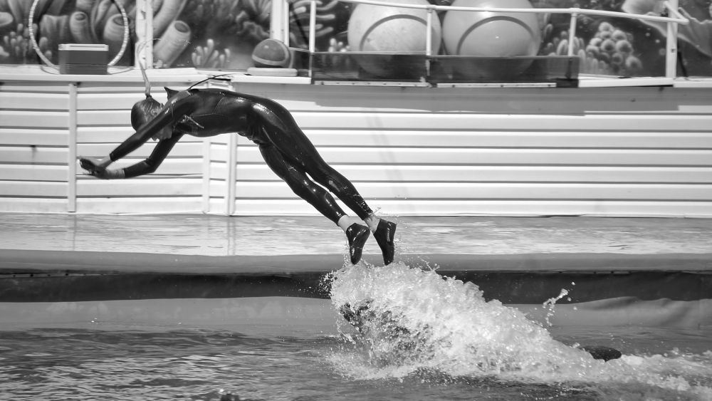 В Дельфинарии