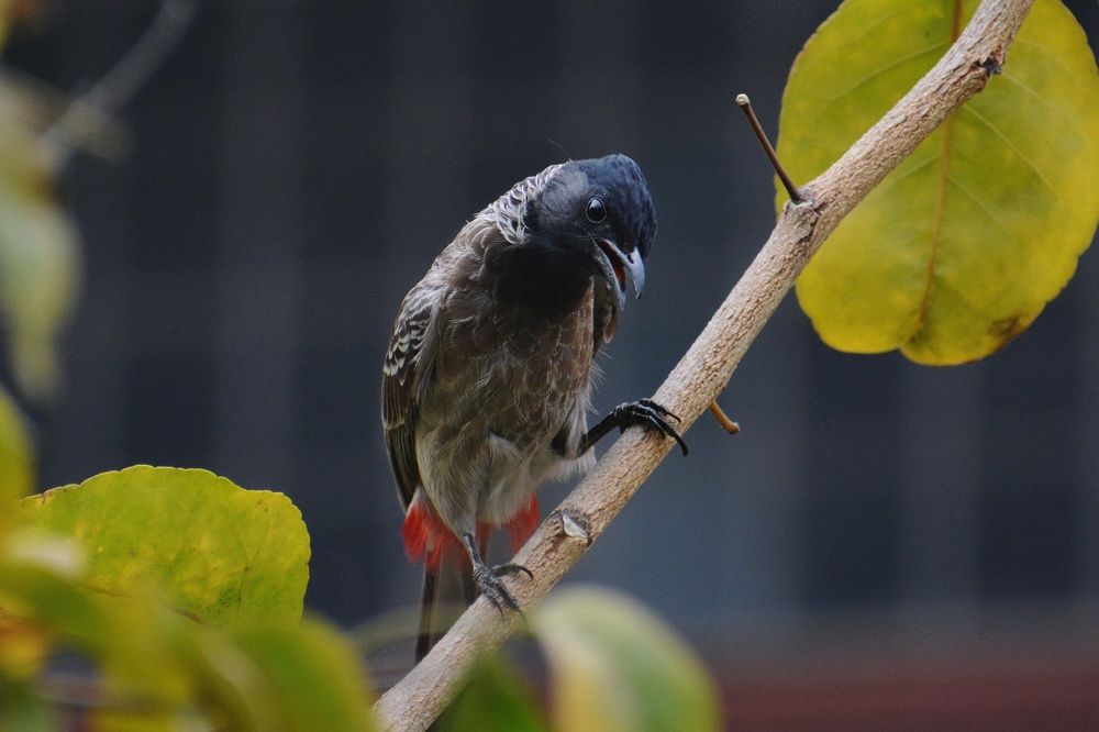 Red-vented Bulbul