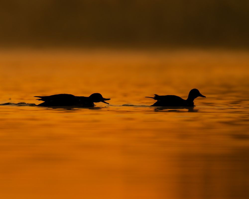 Photograph by prasanth muralidharan