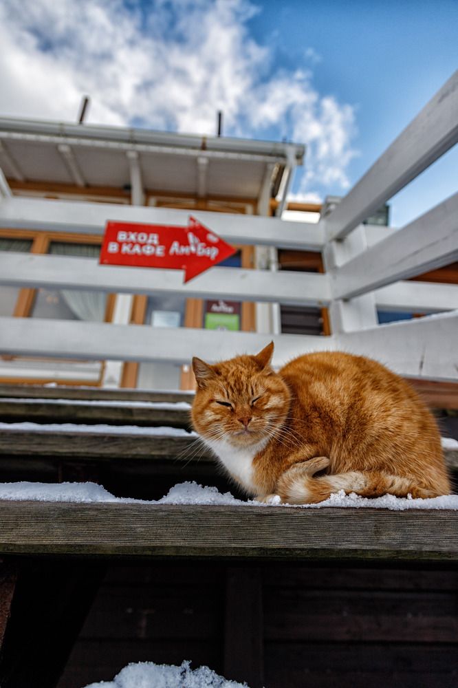 Photograph by Виталий Новиков