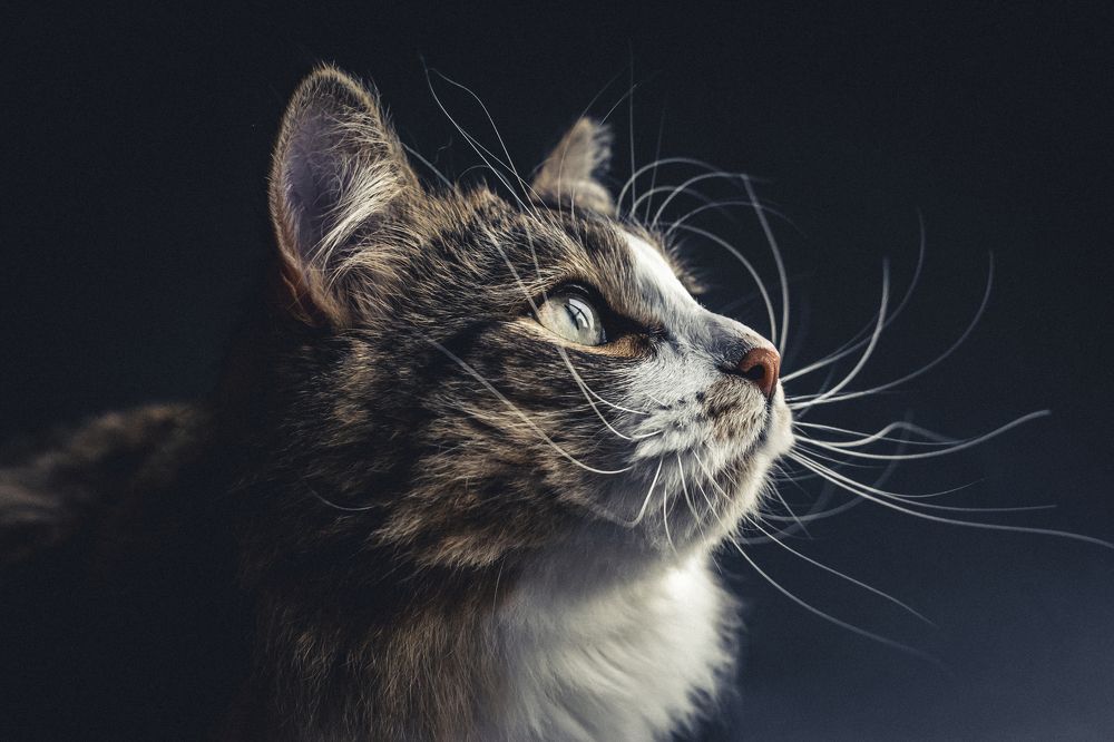 Photograph by Bruno Mottola