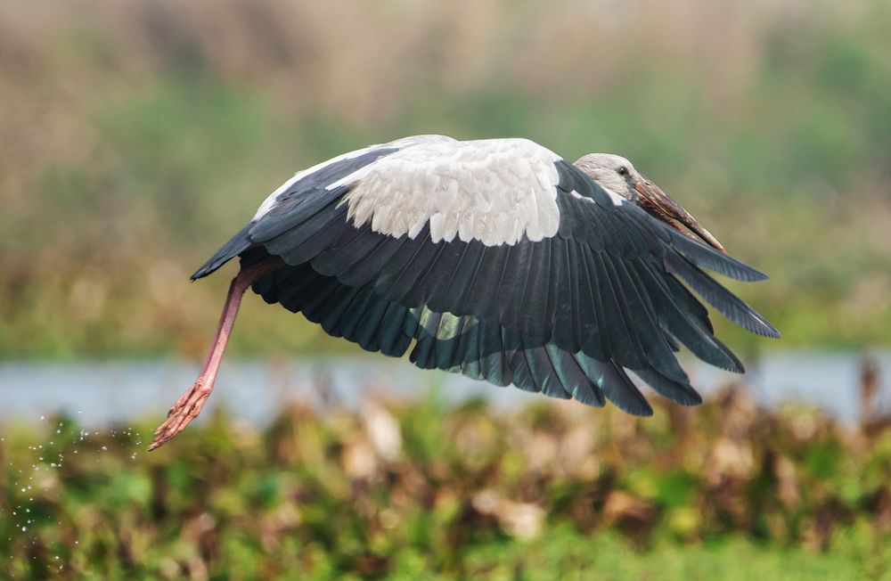 Photograph by Pinak Paul