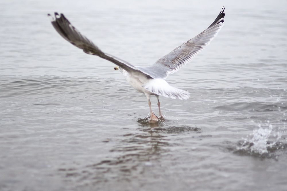 Photograph by Леликов-Кузьменко Владимир