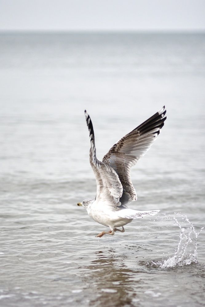 Photograph by Леликов-Кузьменко Владимир