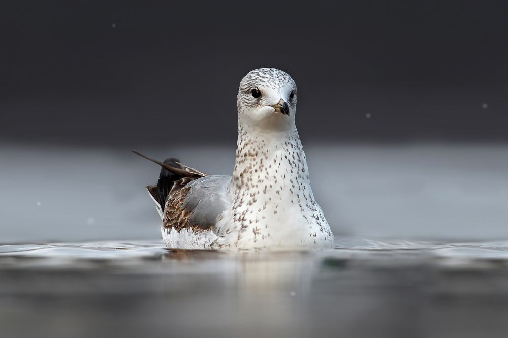 Photograph by Чернобай Анна