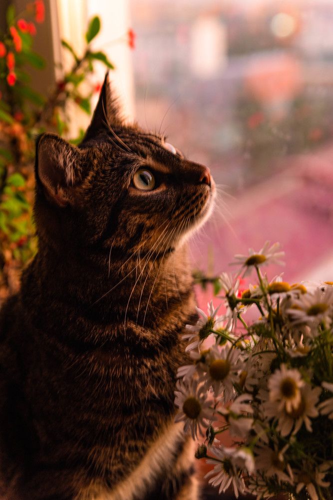 Любитель ромашек