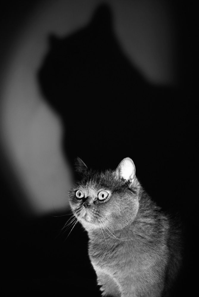 Комнатный тигр