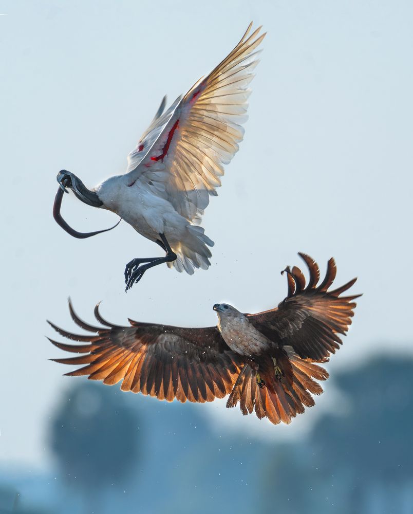 Photograph by Guha Jayanta
