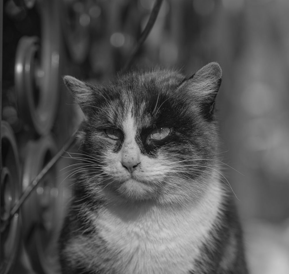 Мудрая кошка