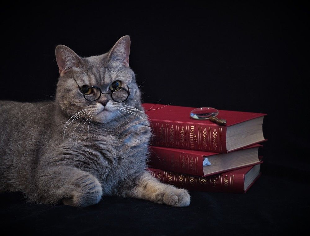 Кот ученый
