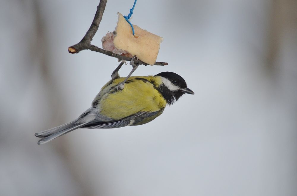Синичка и сало