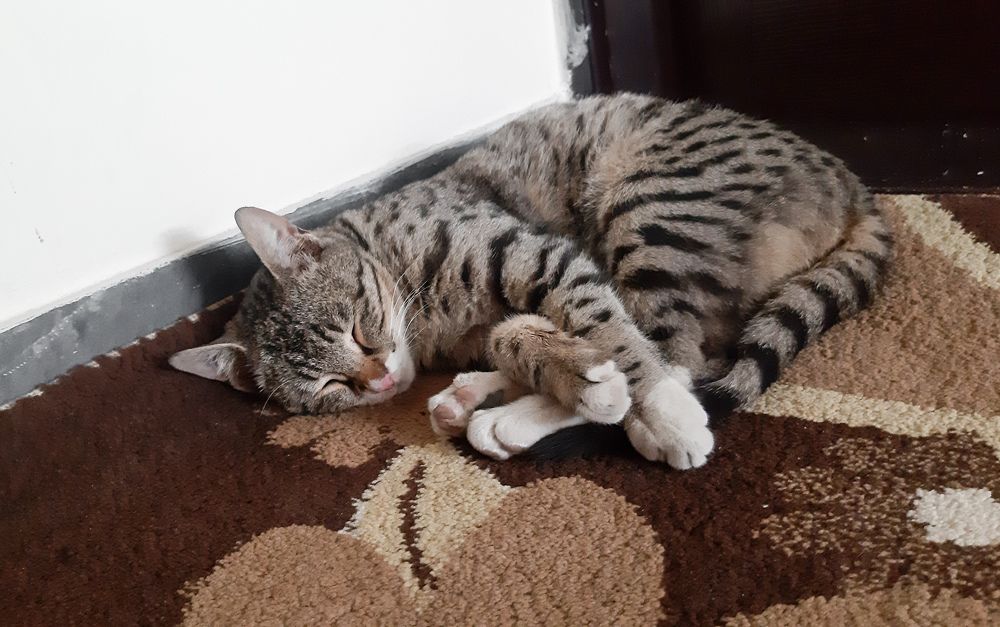 Фотография автора Nedai Eftekhari