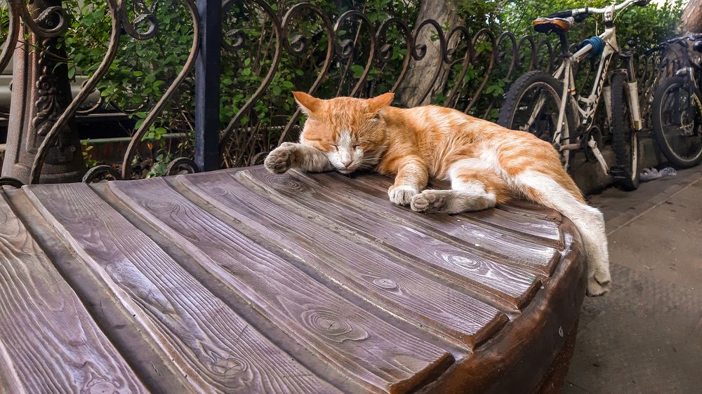 Фотография автора Nedai Eftekhari