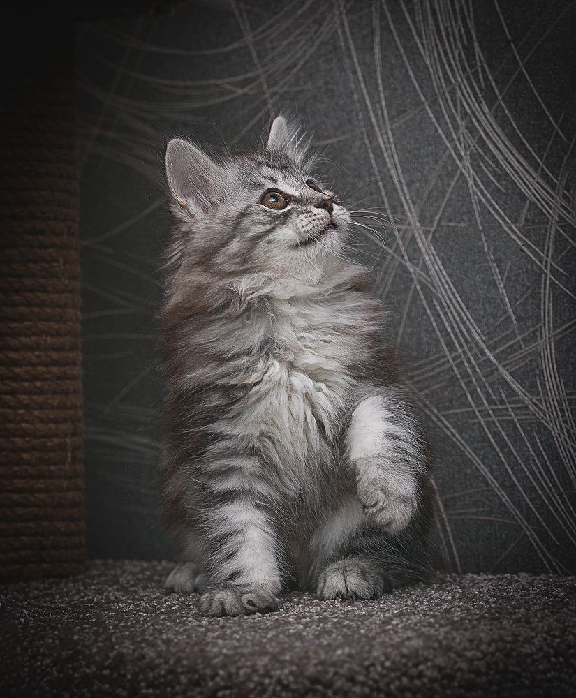 Photograph by Алина Жук