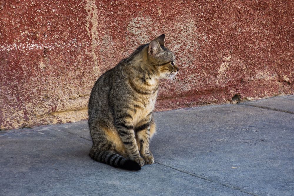 Photograph by Omar Julio Valenzuela Moldes