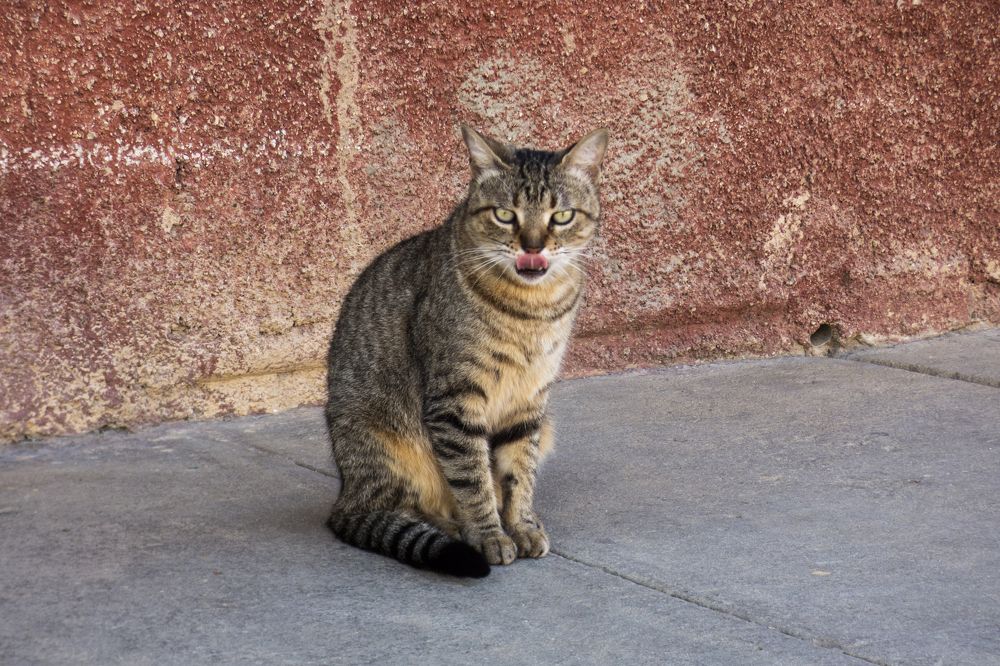 Photograph by Omar Julio Valenzuela Moldes