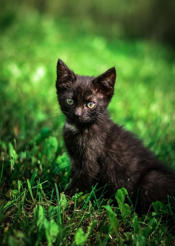 Photograph by irina sherry